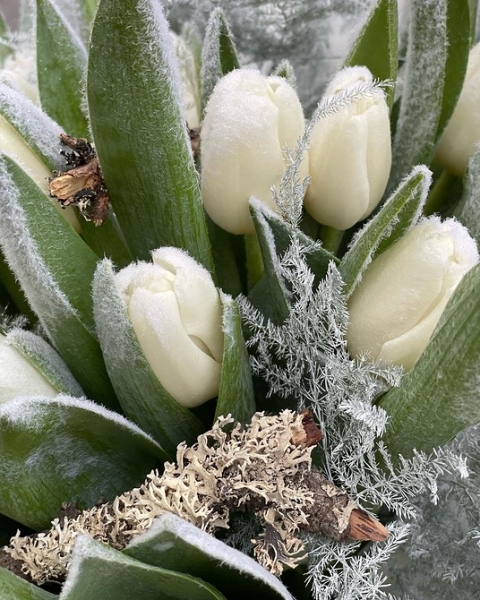 6 красивых растений для составления зимнего букета