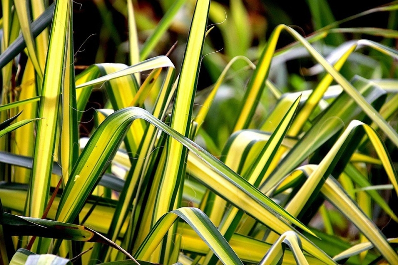 6 неприхотливых растений, которые можно оставить без ухода на длинные выходные