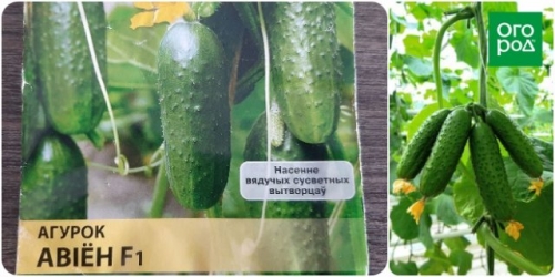 Самые скороспелые сорта огурцов