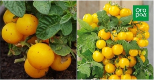 19 лучших сортов томатов черри: для теплицы, открытого грунта и балкона