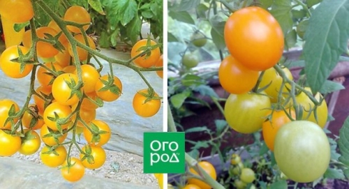 19 лучших сортов томатов черри: для теплицы, открытого грунта и балкона