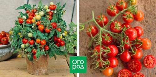 19 лучших сортов томатов черри: для теплицы, открытого грунта и балкона