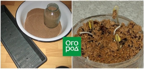 Тест на всхожесть: как понять, что купленные семена – хорошие