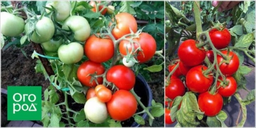 Первые помидоры в июне - это реально! Самые ранние сорта и гибриды томатов