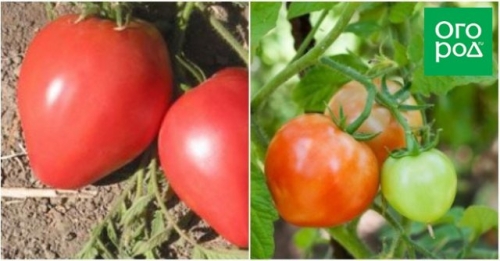 Сорта томатов, которые не надо пасынковать: 20 вариантов для ленивых дачников