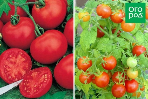 Малыши-крепыши: 20 лучших низкорослых сортов и гибридов томата