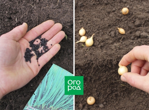 Выращивание лука и чеснока по Лунному календарю в 2023 году