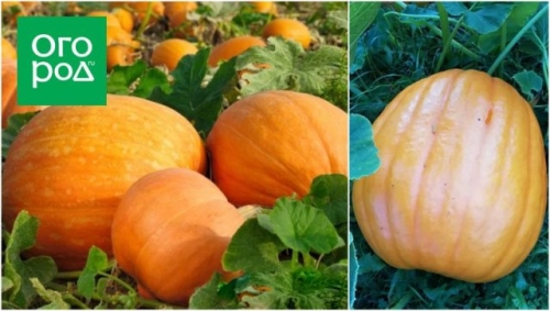 Топ-15 самых крупных сортов тыквы: настоящие гиганты на грядке