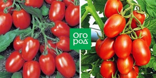 Сорта томатов, которые не надо пасынковать: 20 вариантов для ленивых дачников