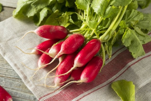 Готовимся к весне: 20 сортов самого раннего и вкусного редиса