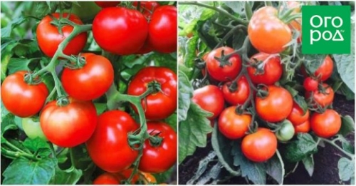 Сорта томатов, которые не надо пасынковать: 20 вариантов для ленивых дачников