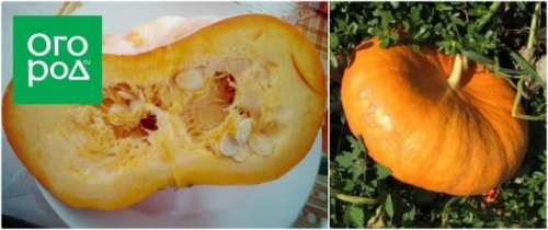 Топ-15 самых крупных сортов тыквы: настоящие гиганты на грядке