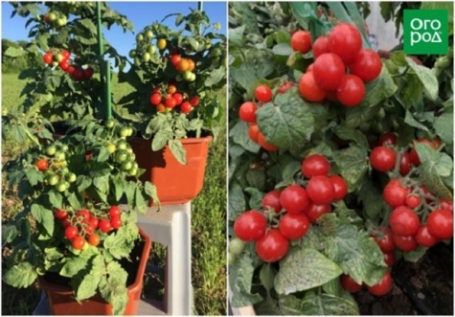 19 лучших сортов томатов черри: для теплицы, открытого грунта и балкона