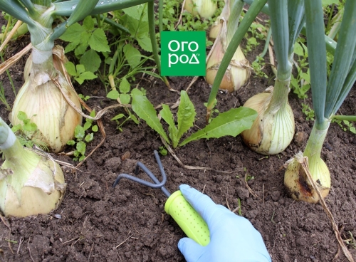 Выращивание лука и чеснока по Лунному календарю в 2023 году