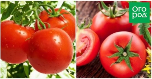 Сорта томатов, которые не надо пасынковать: 20 вариантов для ленивых дачников