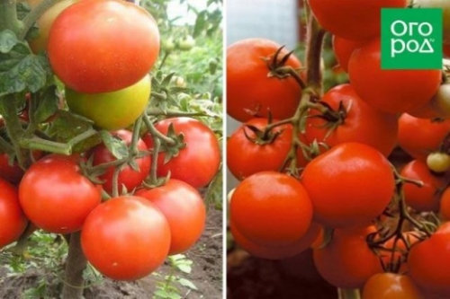 Малыши-крепыши: 20 лучших низкорослых сортов и гибридов томата