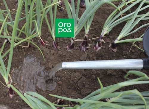 Выращивание лука и чеснока по Лунному календарю в 2023 году