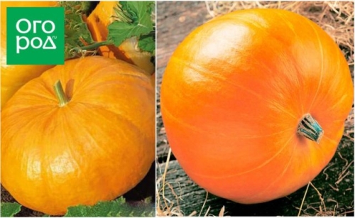 Топ-15 самых крупных сортов тыквы: настоящие гиганты на грядке