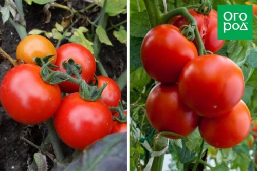 Малыши-крепыши: 20 лучших низкорослых сортов и гибридов томата