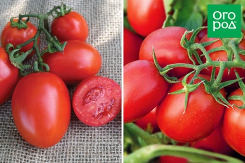 Малыши-крепыши: 20 лучших низкорослых сортов и гибридов томата