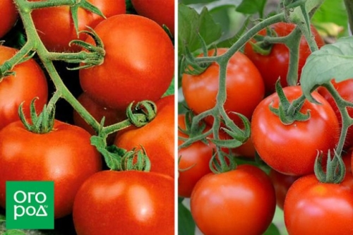 Малыши-крепыши: 20 лучших низкорослых сортов и гибридов томата