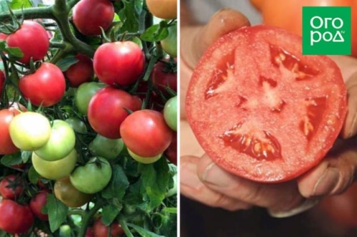 Малыши-крепыши: 20 лучших низкорослых сортов и гибридов томата