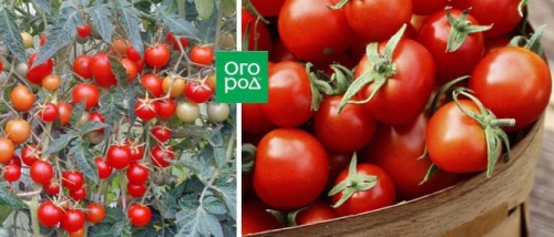 19 лучших сортов томатов черри: для теплицы, открытого грунта и балкона