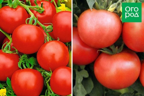 Малыши-крепыши: 20 лучших низкорослых сортов и гибридов томата