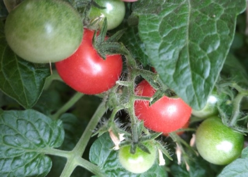 19 лучших сортов томатов черри: для теплицы, открытого грунта и балкона