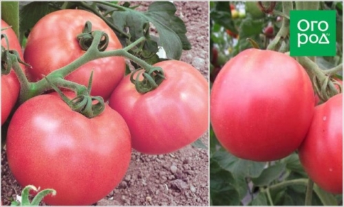 Первые помидоры в июне - это реально! Самые ранние сорта и гибриды томатов