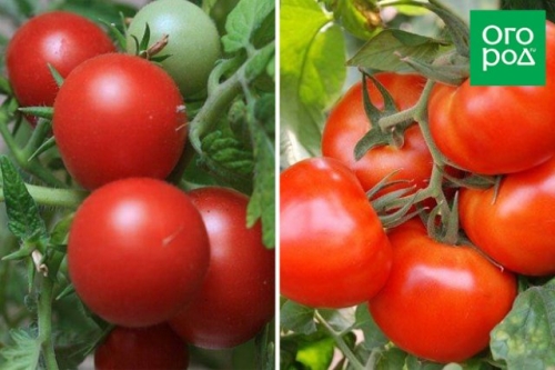 Сорта томатов, которые не надо пасынковать: 20 вариантов для ленивых дачников