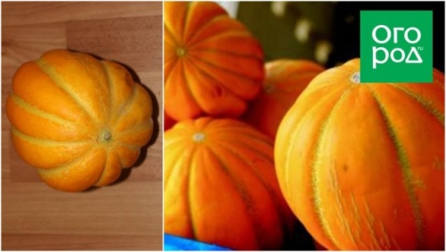 Топ-15 самых крупных сортов тыквы: настоящие гиганты на грядке