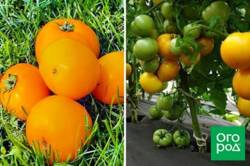 Малыши-крепыши: 20 лучших низкорослых сортов и гибридов томата