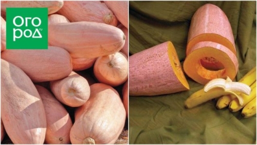 Топ-15 самых крупных сортов тыквы: настоящие гиганты на грядке