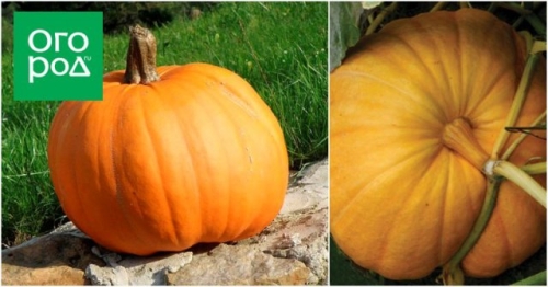 Топ-15 самых крупных сортов тыквы: настоящие гиганты на грядке