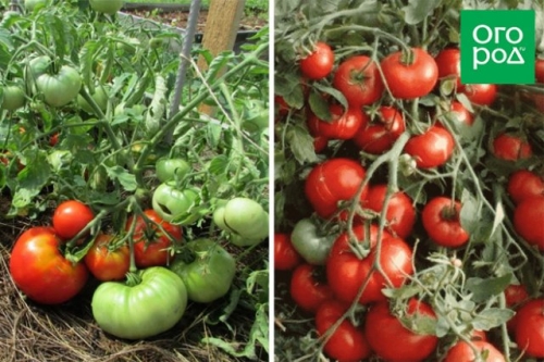 Малыши-крепыши: 20 лучших низкорослых сортов и гибридов томата