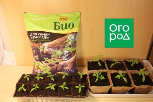 10 ошибок начинающих дачников