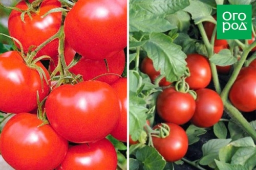 Малыши-крепыши: 20 лучших низкорослых сортов и гибридов томата