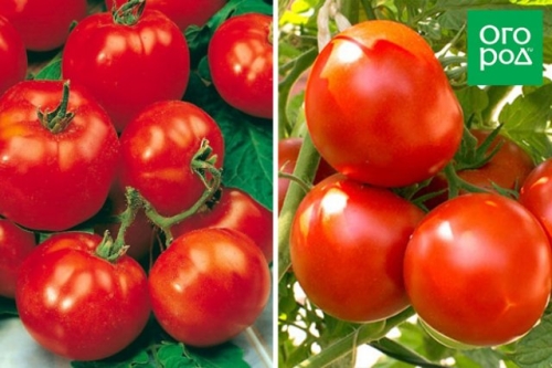 Сорта томатов, которые не надо пасынковать: 20 вариантов для ленивых дачников