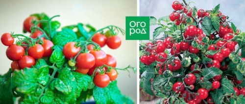 19 лучших сортов томатов черри: для теплицы, открытого грунта и балкона