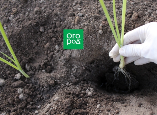 Выращивание лука и чеснока по Лунному календарю в 2023 году