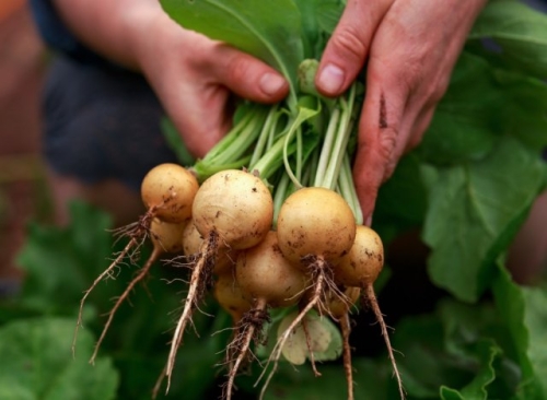Готовимся к весне: 20 сортов самого раннего и вкусного редиса