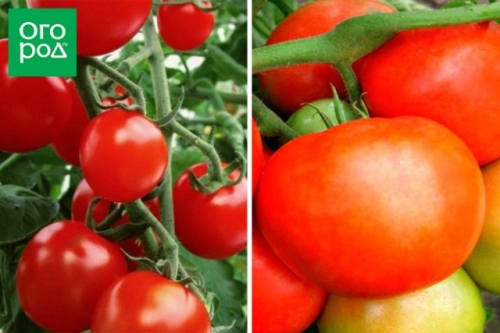 Сорта томатов, которые не надо пасынковать: 20 вариантов для ленивых дачников