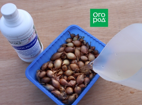 Выращивание лука и чеснока по Лунному календарю в 2023 году