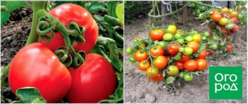 Первые помидоры в июне - это реально! Самые ранние сорта и гибриды томатов
