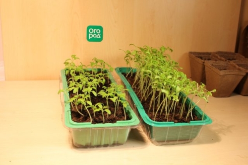 10 ошибок начинающих дачников