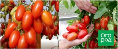 Первые помидоры в июне - это реально! Самые ранние сорта и гибриды томатов