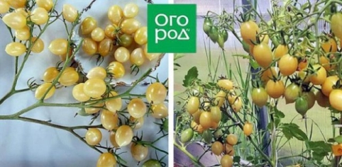 19 лучших сортов томатов черри: для теплицы, открытого грунта и балкона