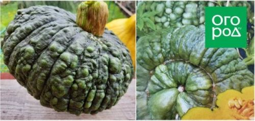 Топ-15 самых крупных сортов тыквы: настоящие гиганты на грядке