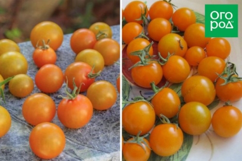 Малыши-крепыши: 20 лучших низкорослых сортов и гибридов томата